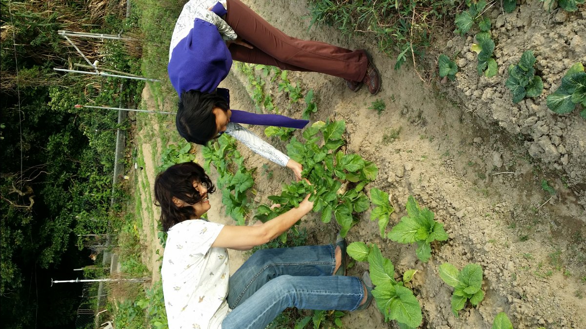 20131124 Organic Farm28
